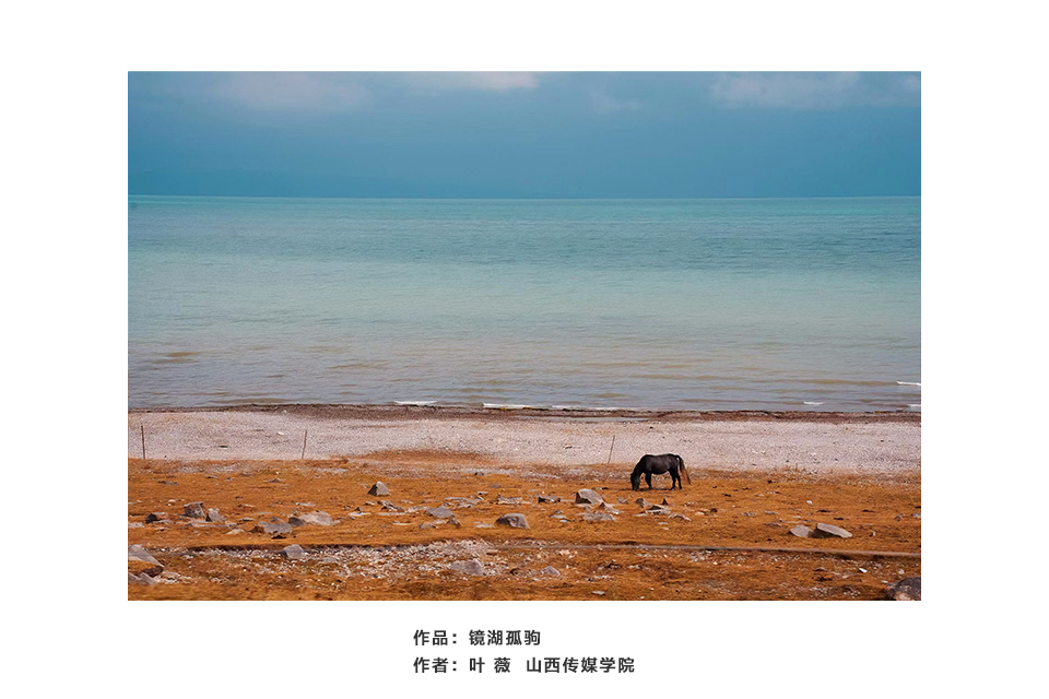 镜湖孤驹
