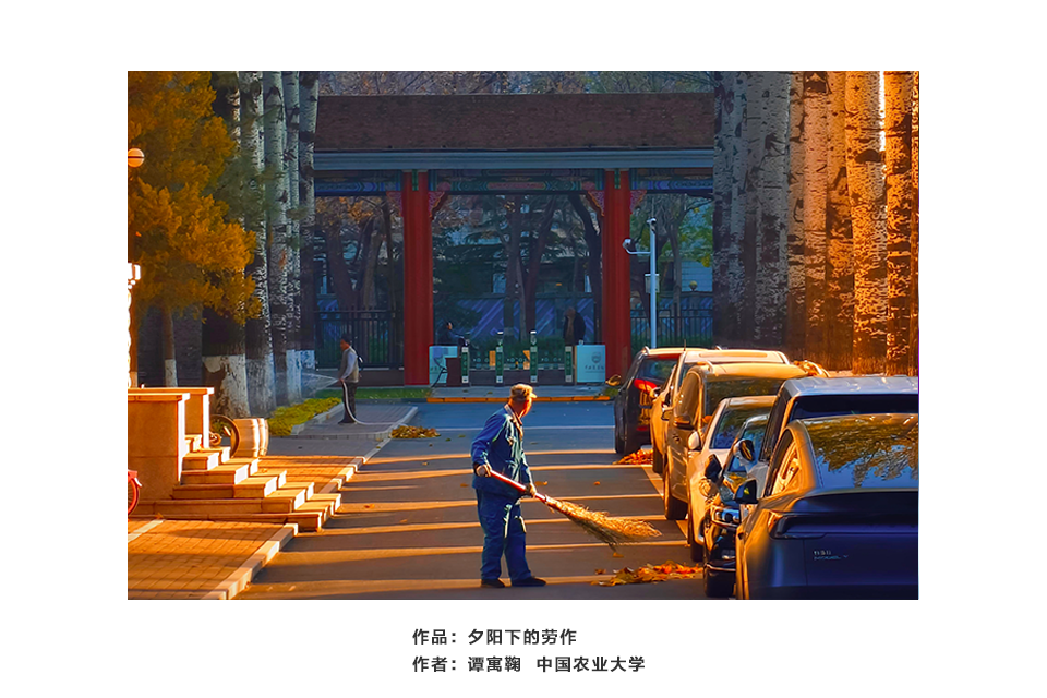 夕阳下的劳作